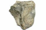 Fossil Hadrosaur Anterior Caudal Vertebra - Montana #325119-1